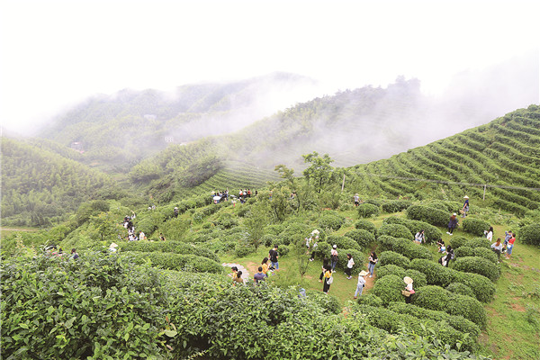 呈现出“山色空蒙茶意浓”的诗意.jpg